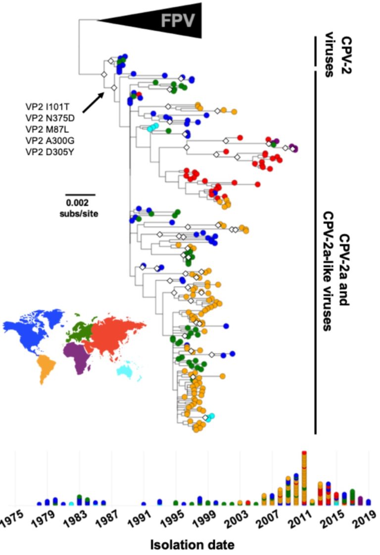 CPV_Phylogeny1