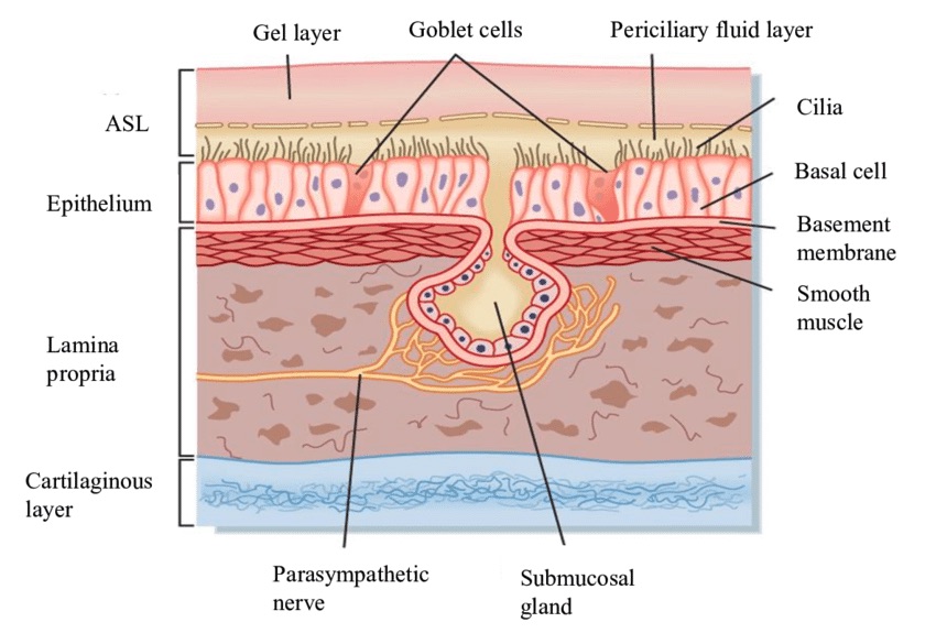 Respiratory Mucosa Description At Pearl Little Blog Respiratory Mucosa Description At Pearl Little Blog